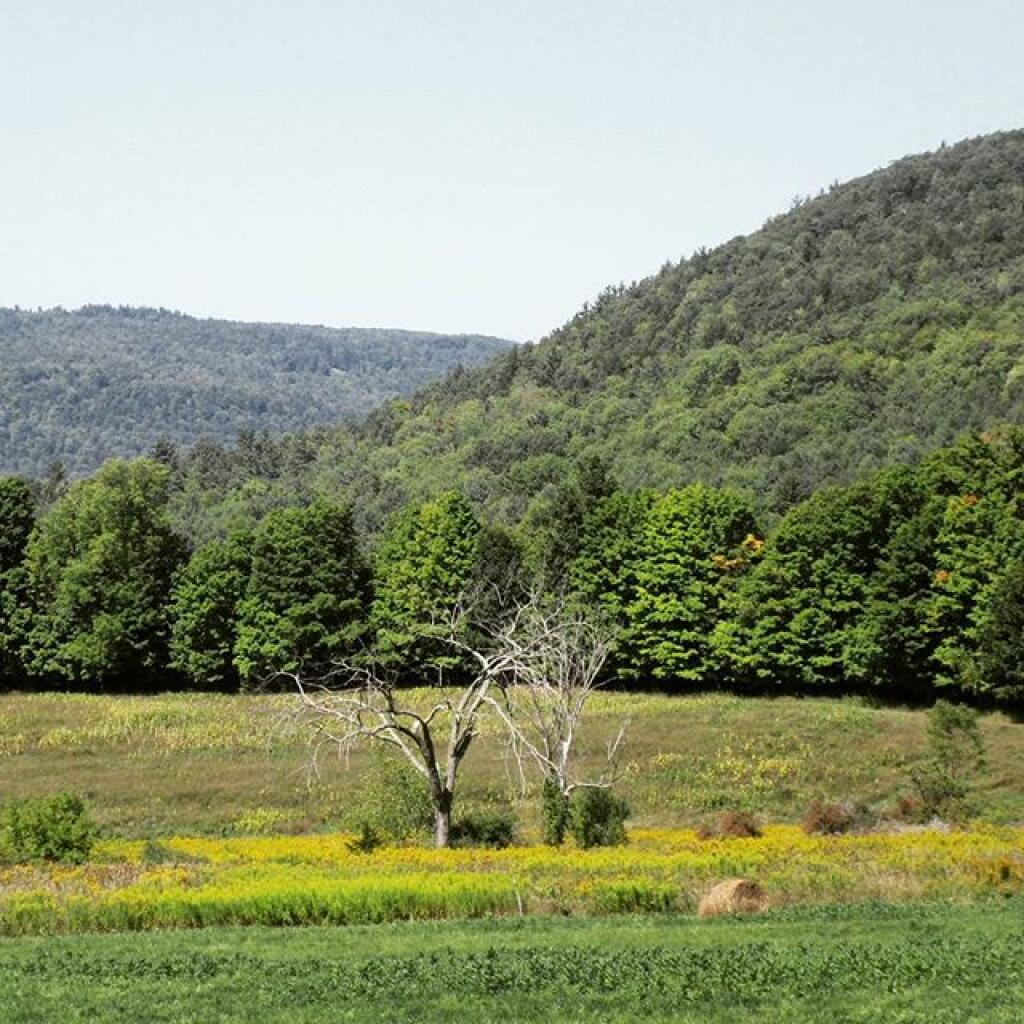 Photo Reed Hill Andy