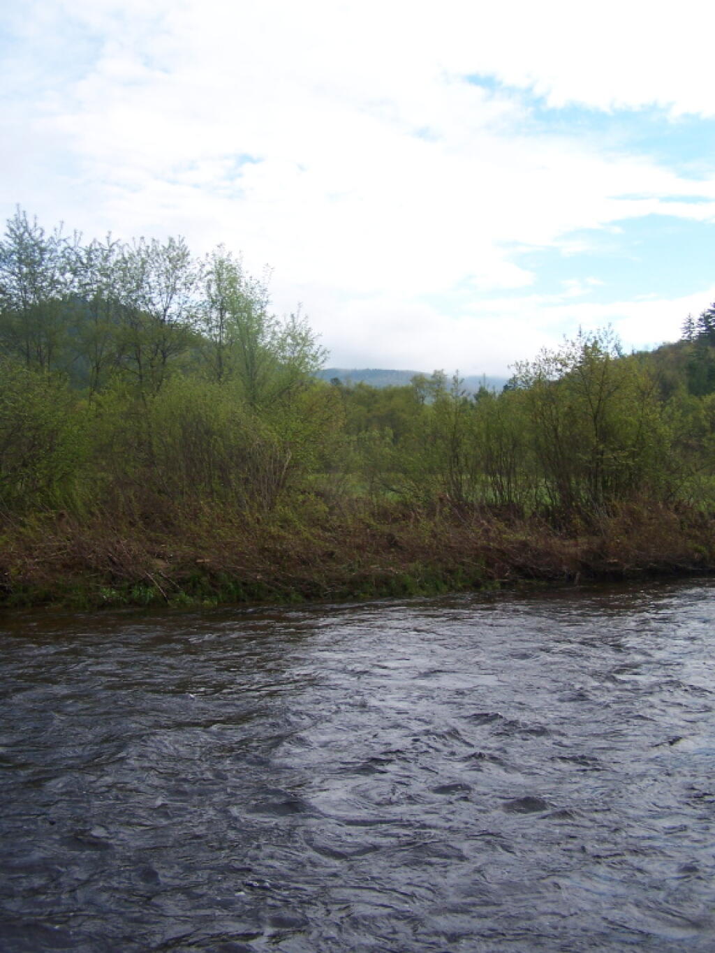 Wilcox Lake Wild Forest Andy