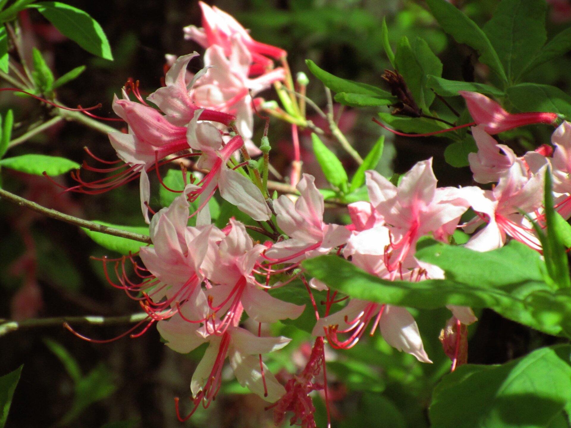Photo Amazing Smelling Pink Flowers Andy