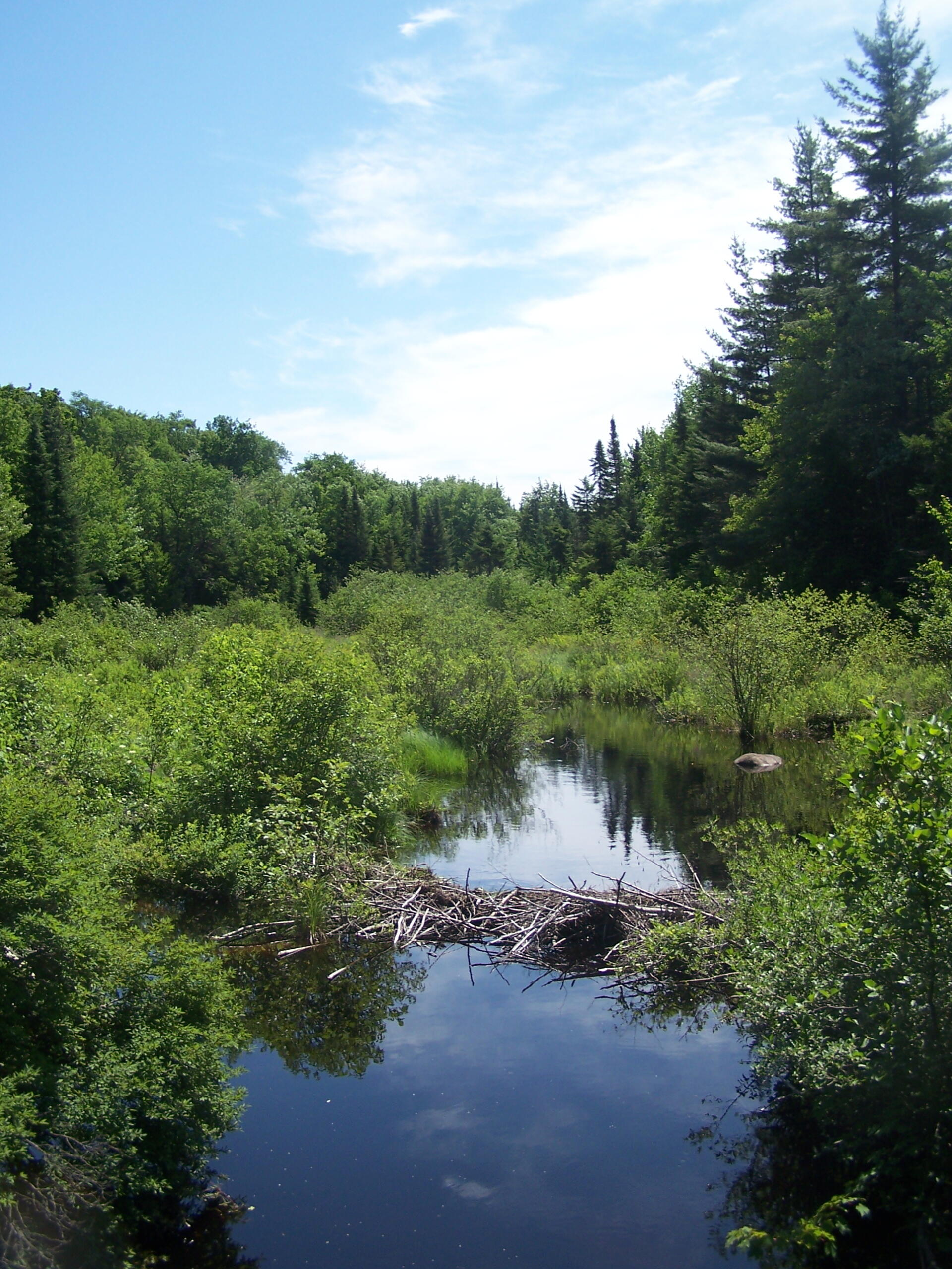 Photo Unamed Stream Along Bald Mountain Road Andy