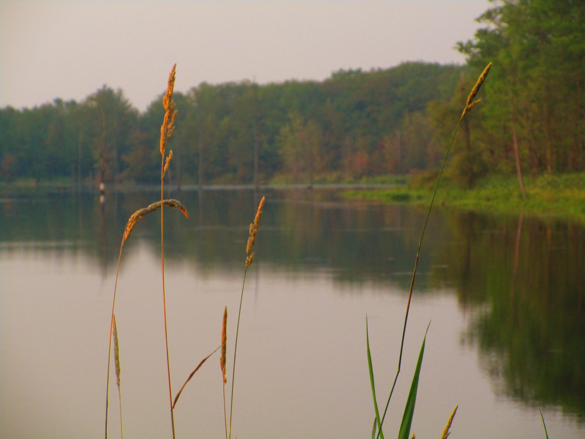 Photo Grass along Teeter Pond Andy