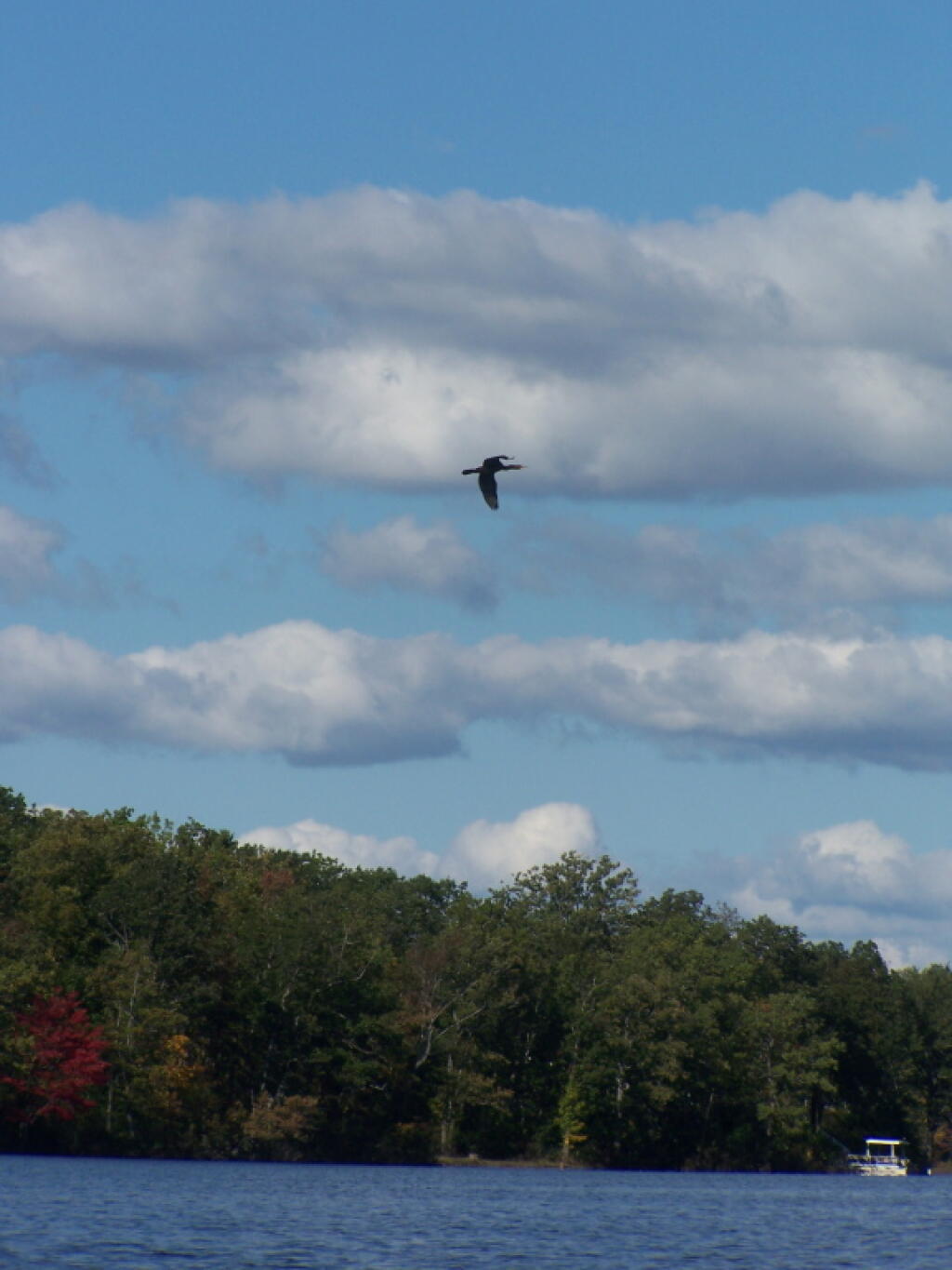Photo Bird Flies Overhead Andy