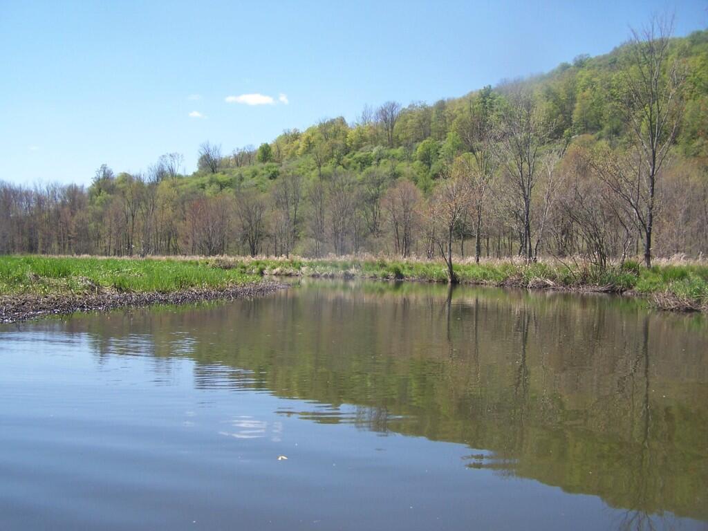 Nine Mile Swamp Andy