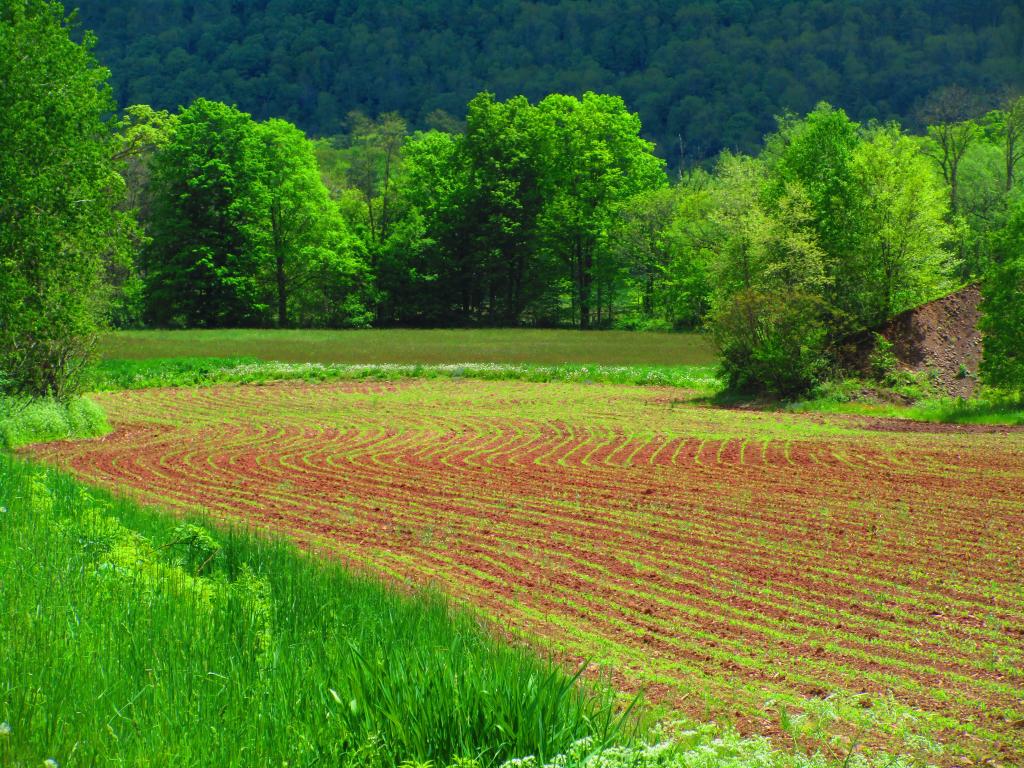 Nine Mile Swamp Andy