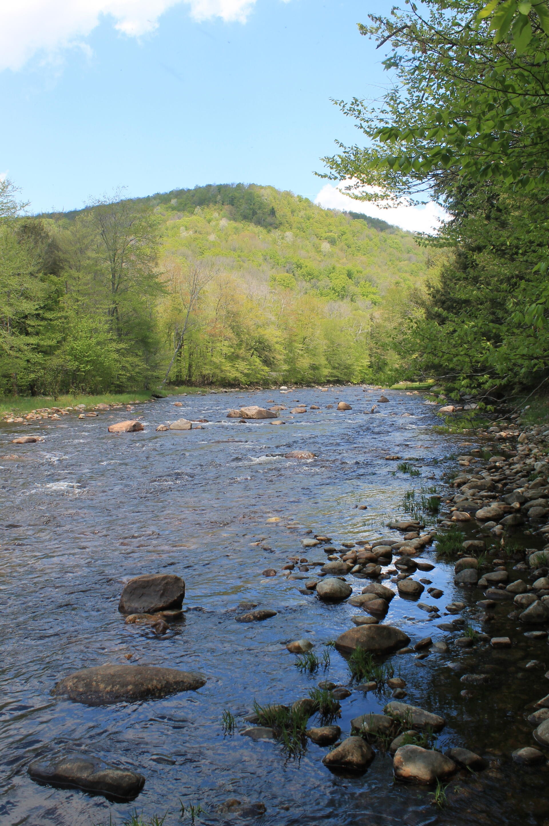 Photo Stony Creek Andy