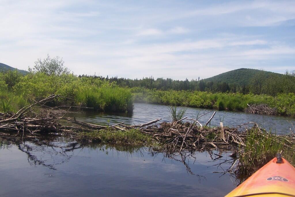 Moose River Plains Andy