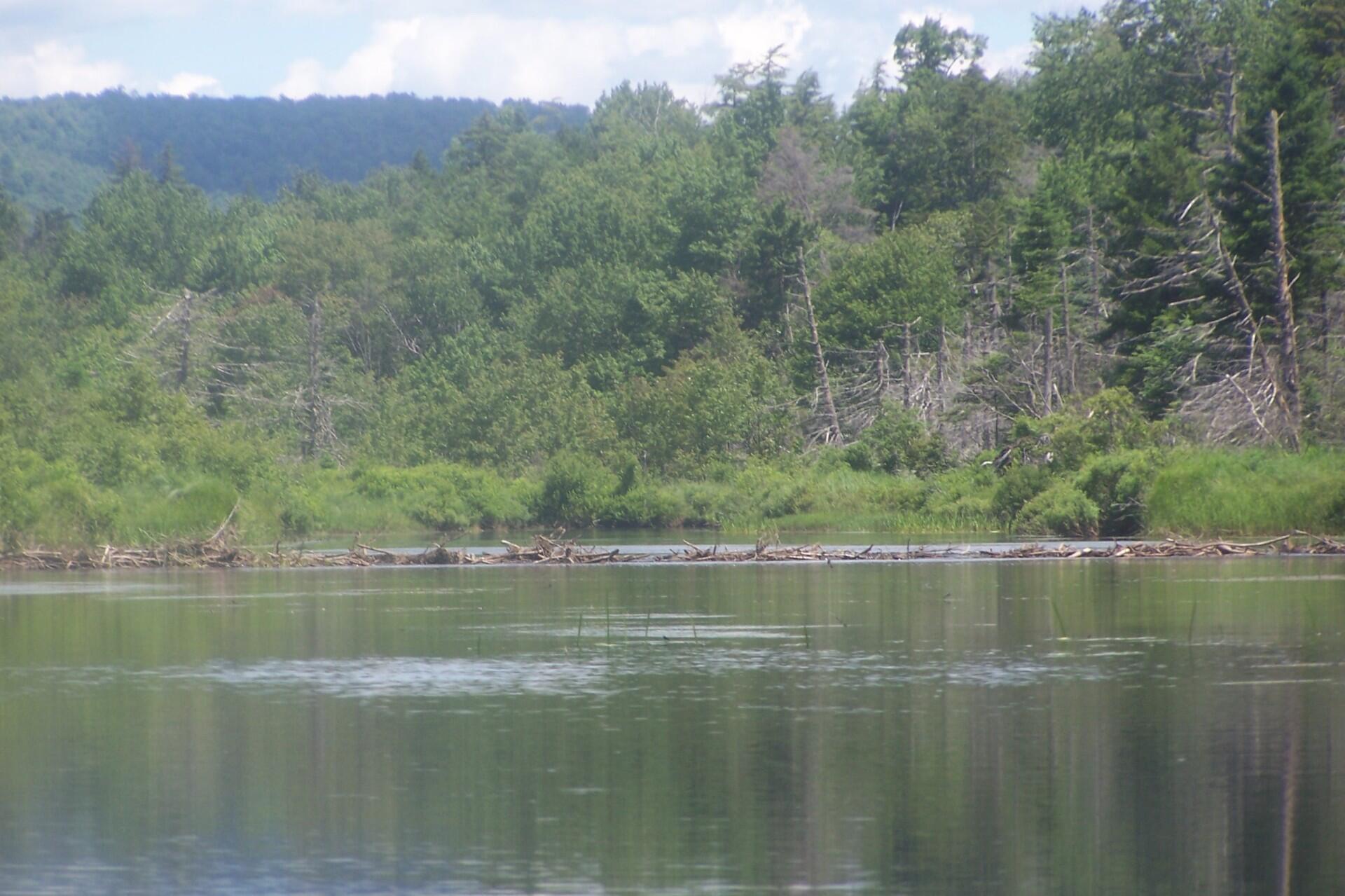 Photo Beaver Dam Andy