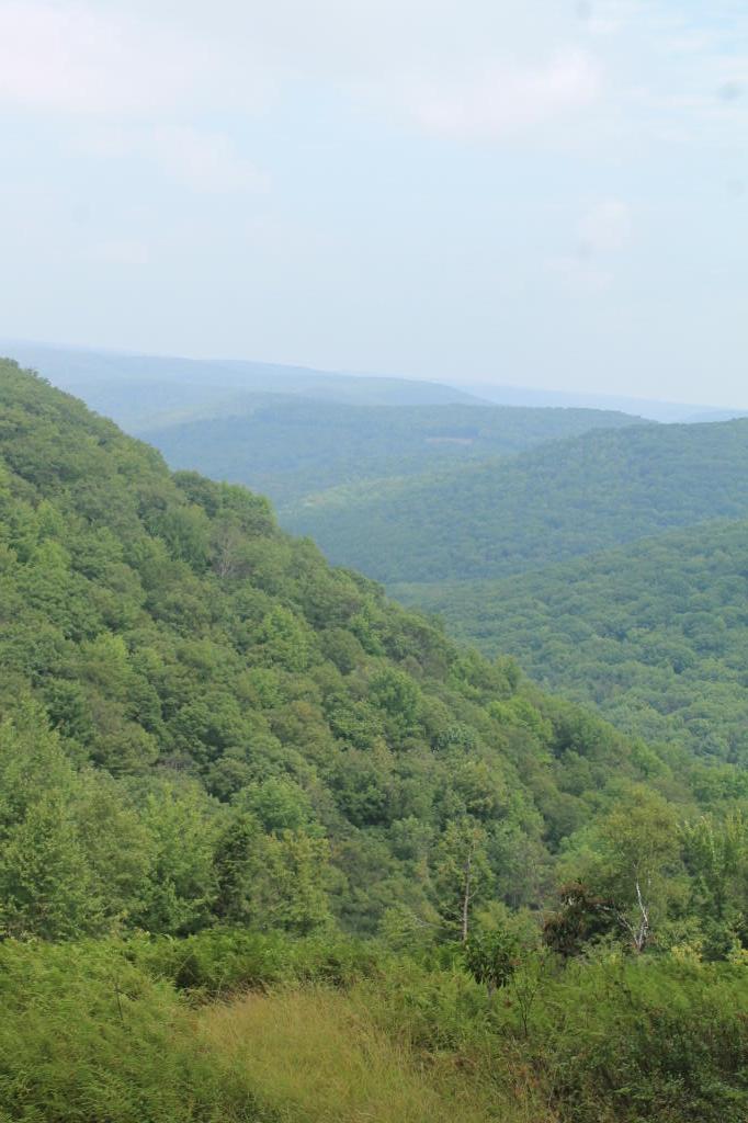 Tioga State Forest Andy