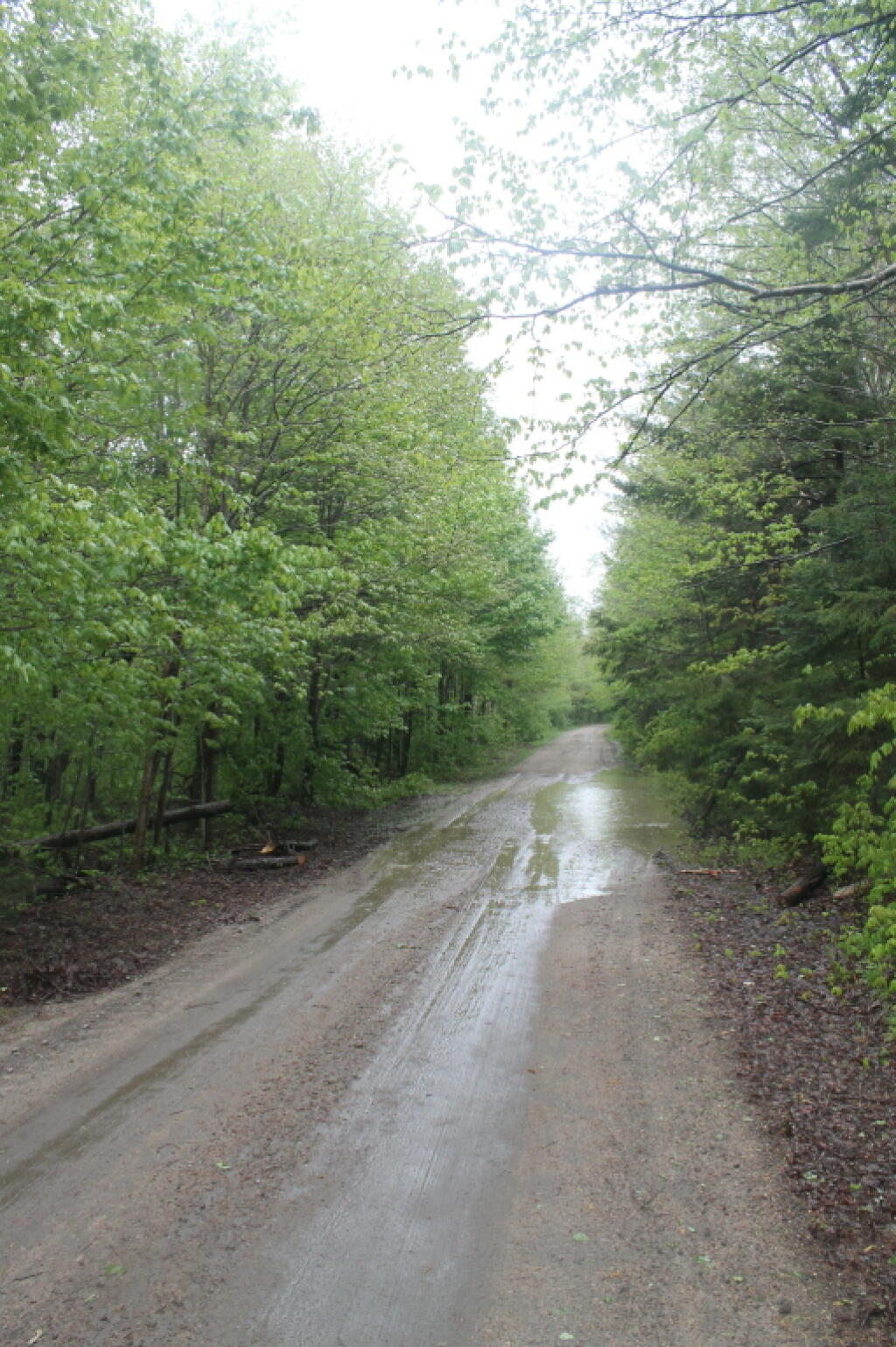 Photo Increasingly Soggy Cedar River Limekiln Lake Road Andy