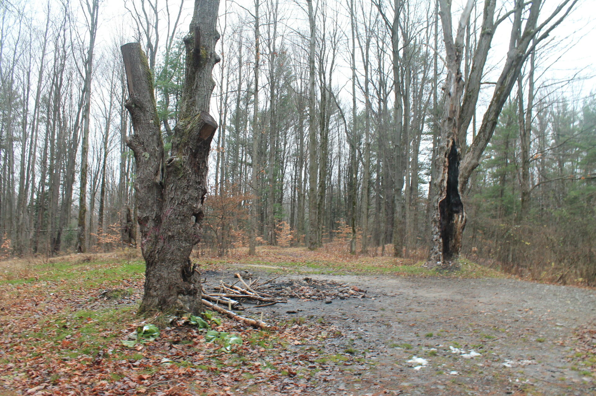 Photo Cold Wet Morning at East Otto State Forest Andy