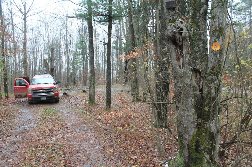 East Otto State Forest Andy