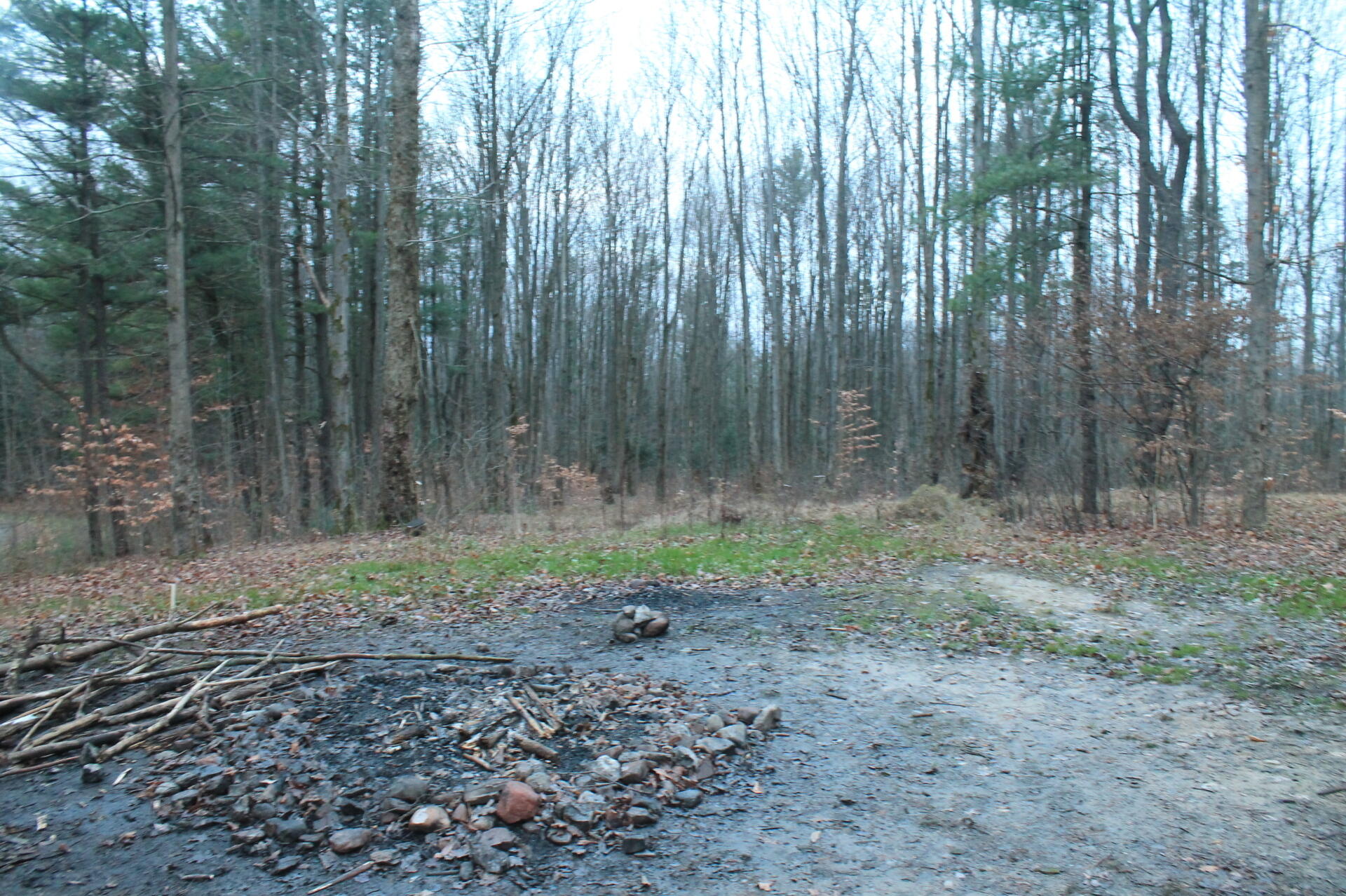East Otto State Forest Andy