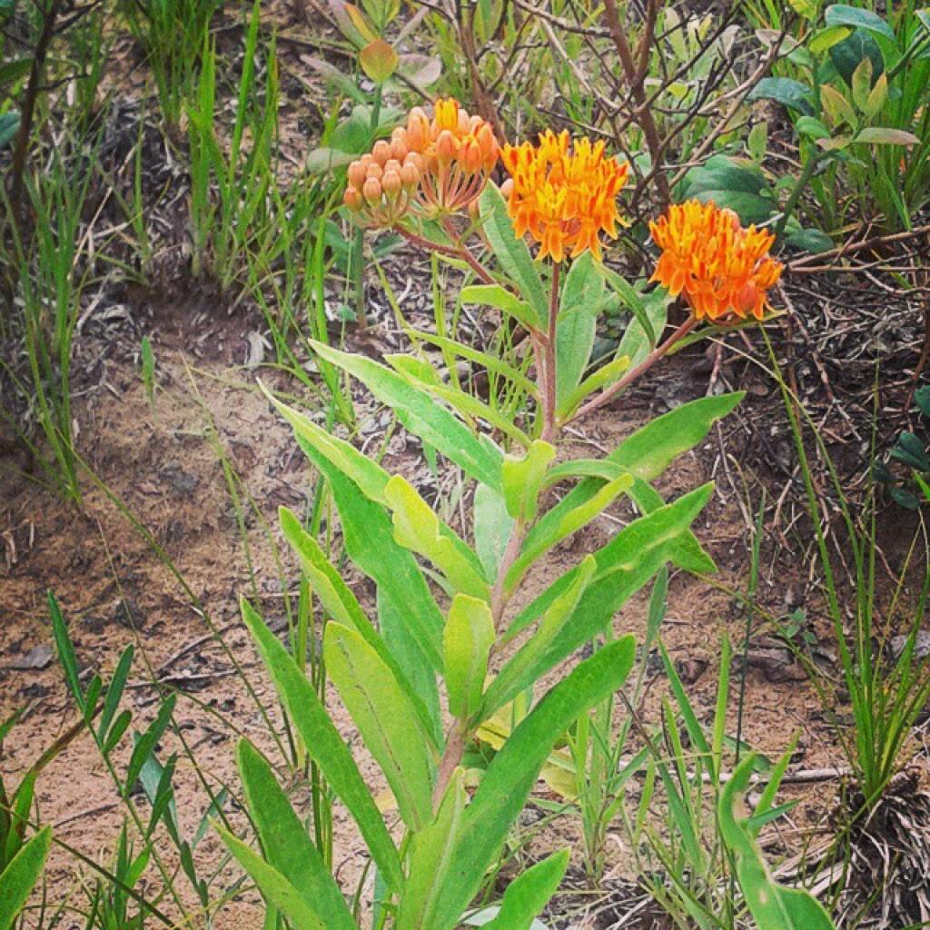 Photo Butterfly milkweed Andy