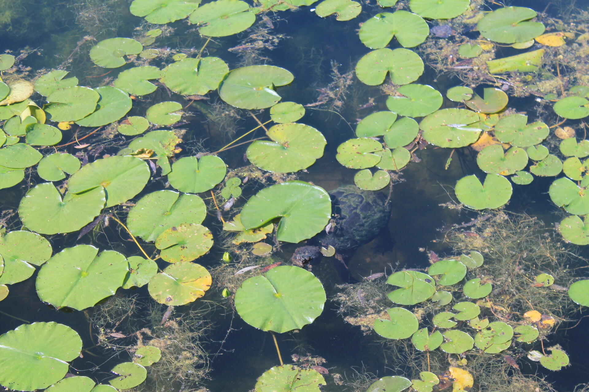 Photo Cedar River Limekiln Lake Road. Speed limit 15 mph. Distance