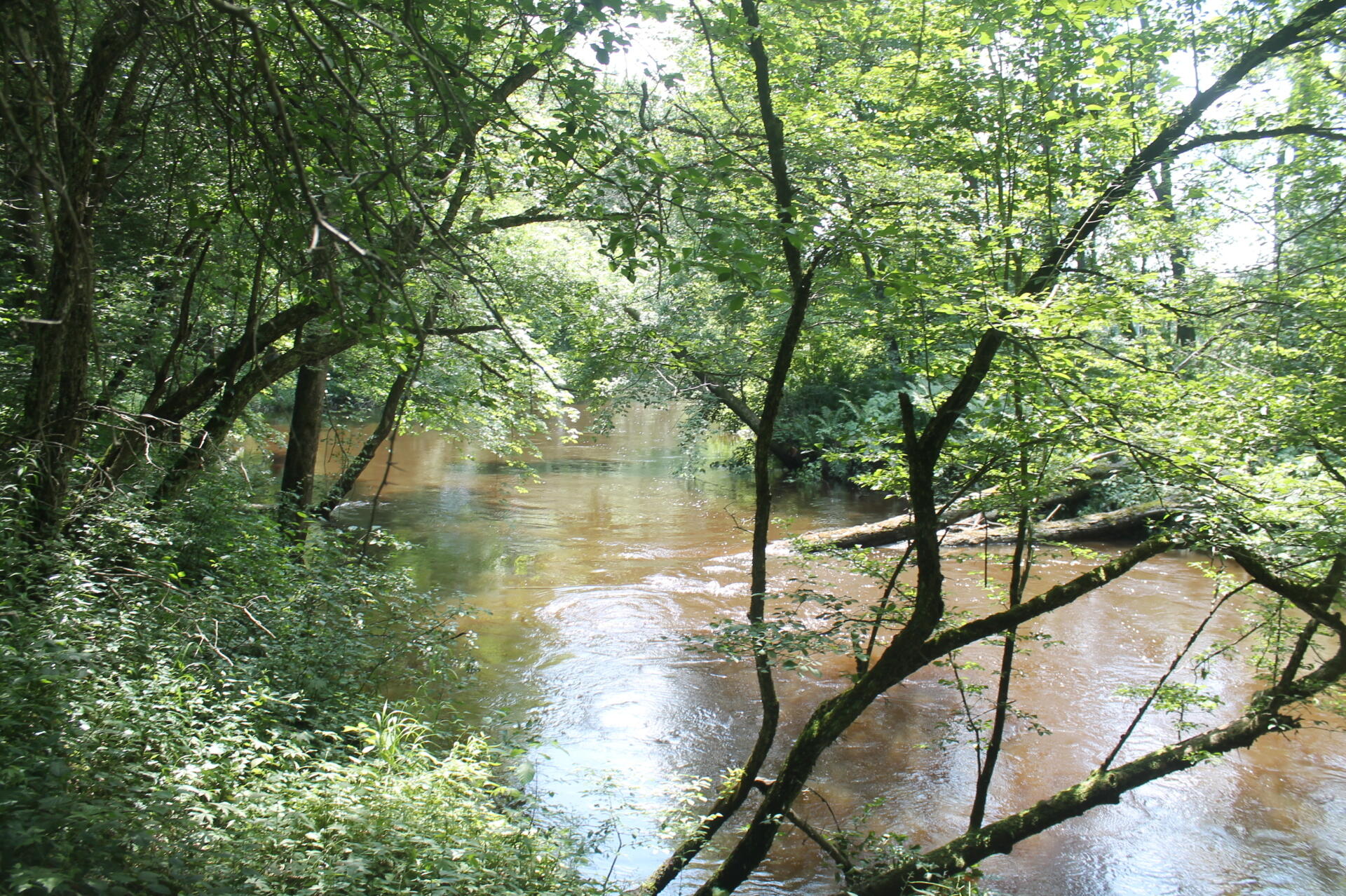 Photo Wood Creek Andy