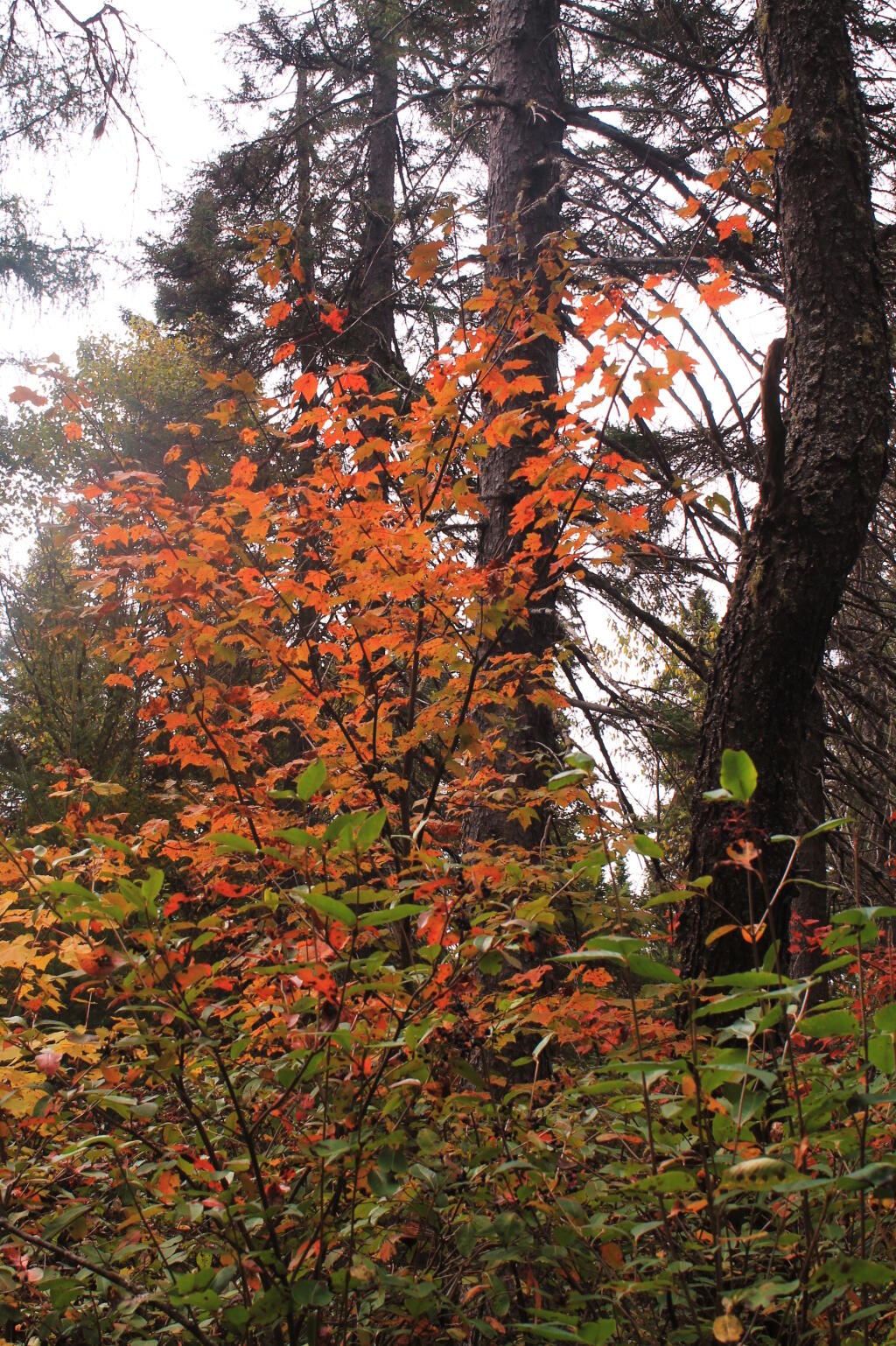 Photo Another Maple Near Camp Andy
