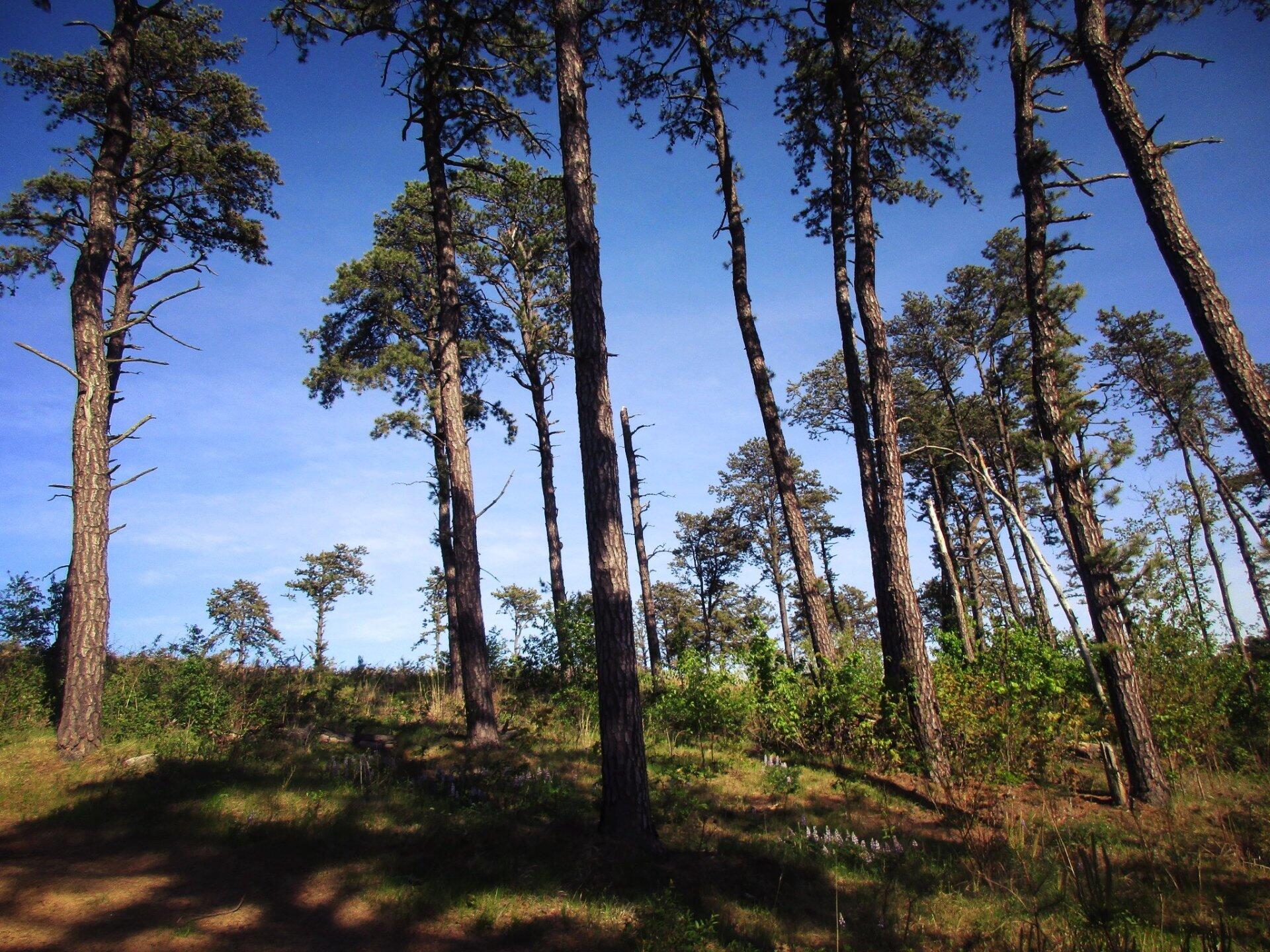 Albany Pine Bush Maps, Photos, Videos, Aerial Photography, Charts