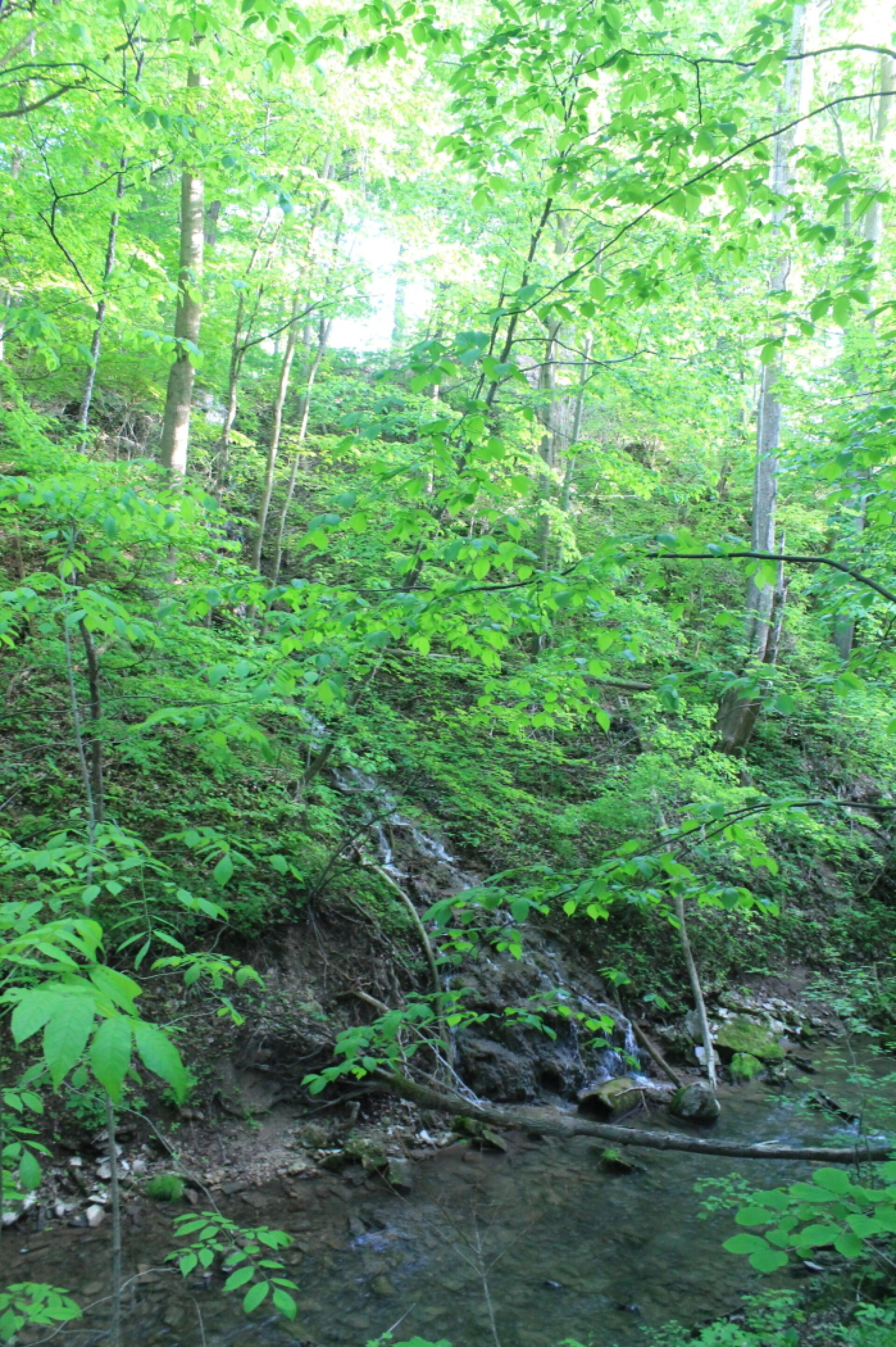 Photo Canastota Creek Andy