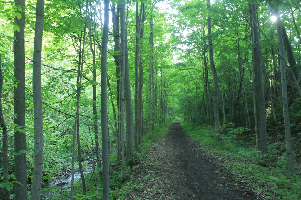 Photo Trail Runs Close to Canastota Creek Andy