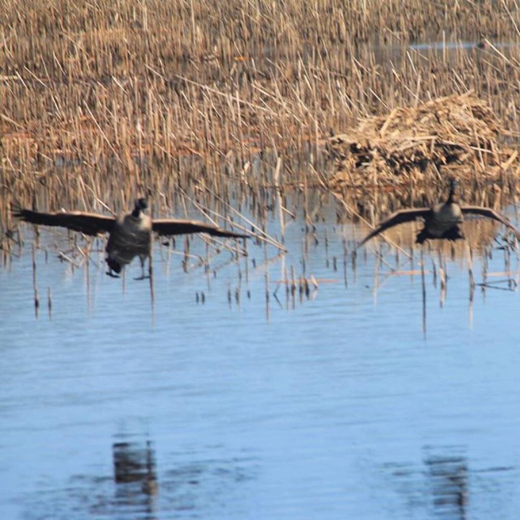 Montezuma National Wildlife Refuge Andy