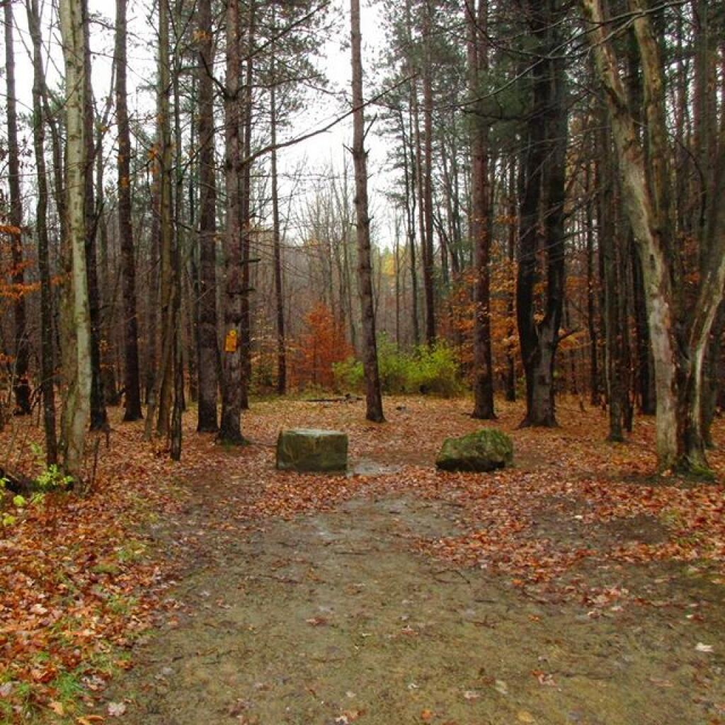 Cattaraugus State Forest Andy