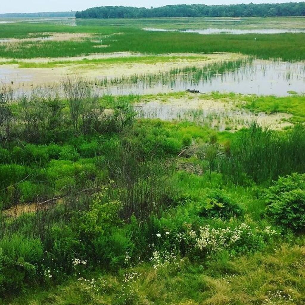 Montezuma National Wildlife Refuge Andy