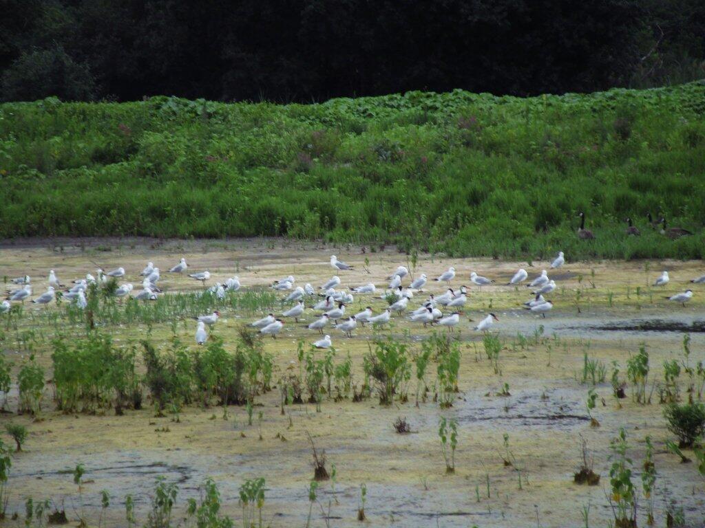 Montezuma National Wildlife Refuge Andy