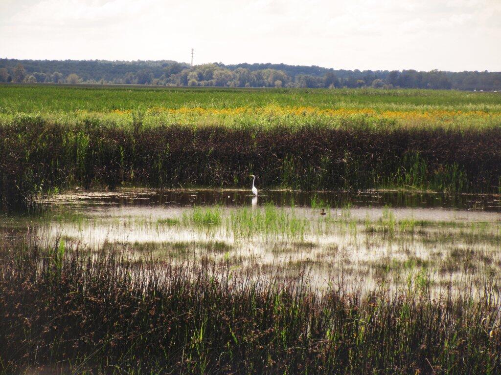 Montezuma National Wildlife Refuge Andy