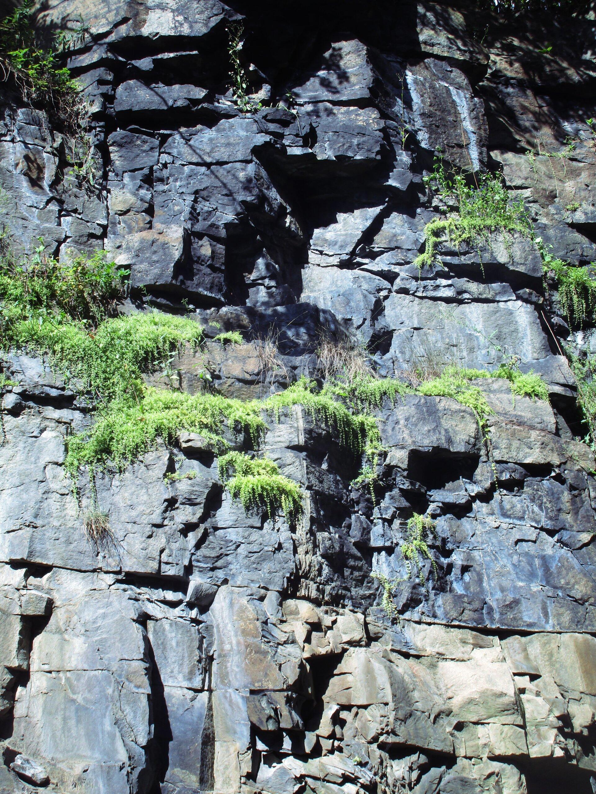 Photo Moss Growing on the Railroad Rock Cut Andy