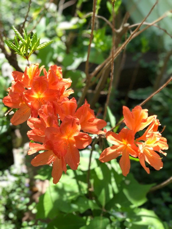 image3 (5) Andy's Phalanges