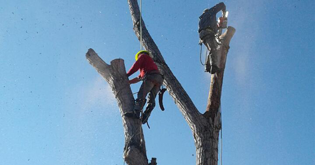 Tree Removal and Stump Grinding Andy's Stump and Tree