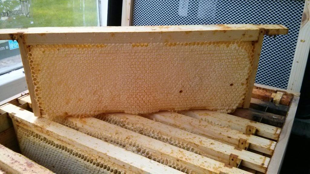Last of the Honey Supers for extraction « andysworld!