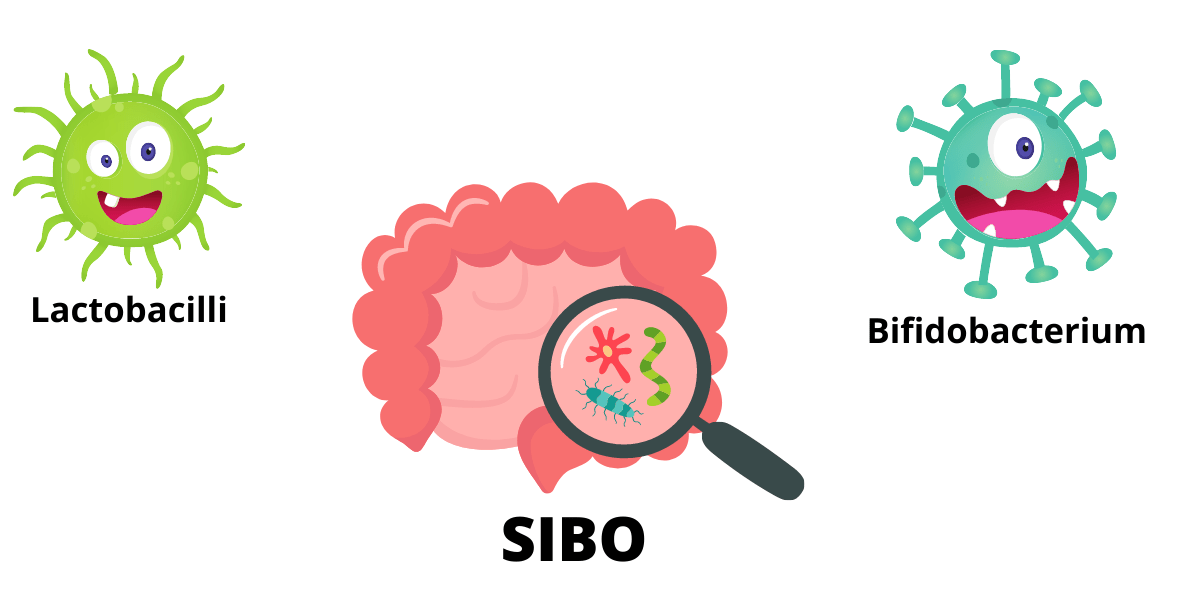 The Best Probiotics For SIBO Treatment Andy The RD