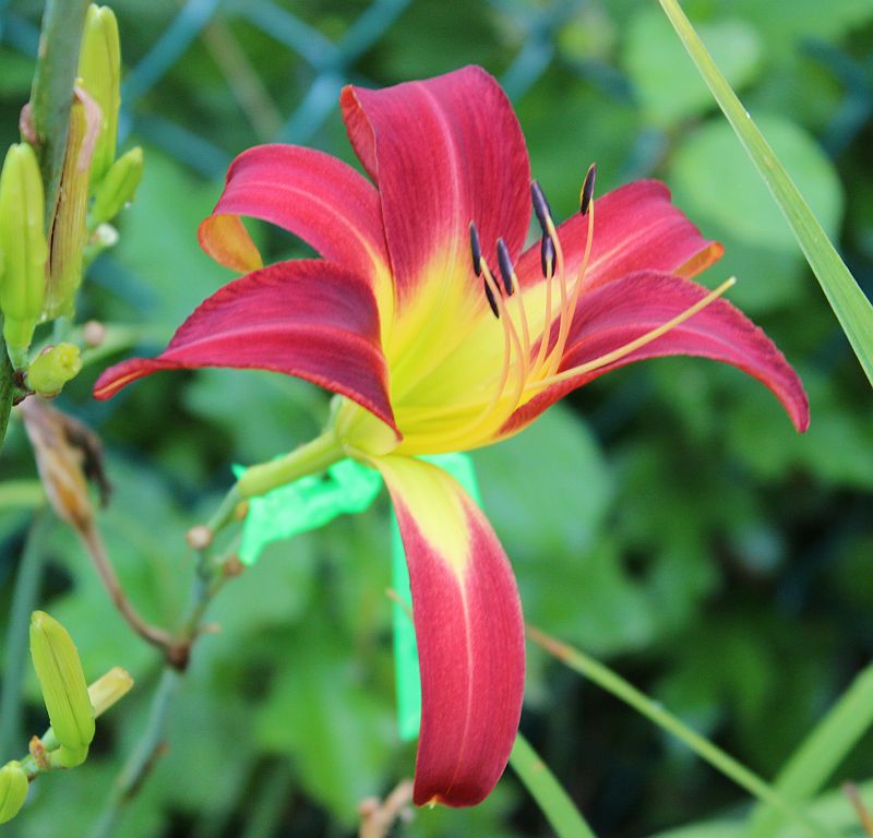 ancient arachnids a north east ohio garden