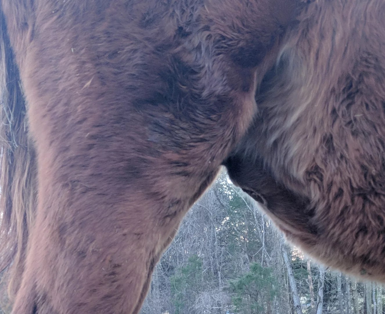 Foal Hernia An Equestrian Life