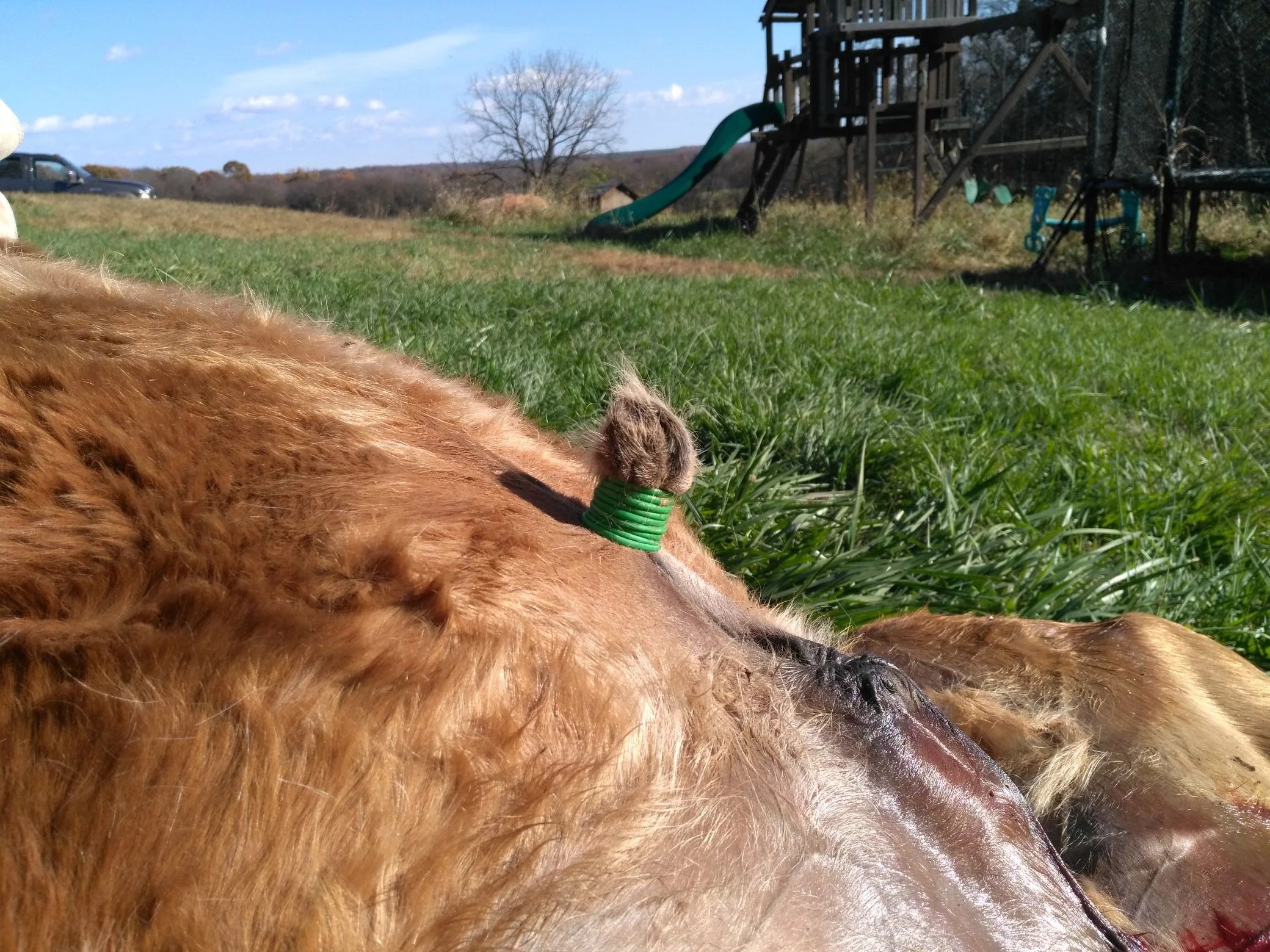 Foal Hernia An Equestrian Life