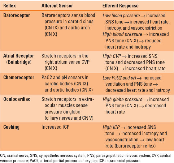 Cardiovascular Anatomy and Physiology Anesthesia Key