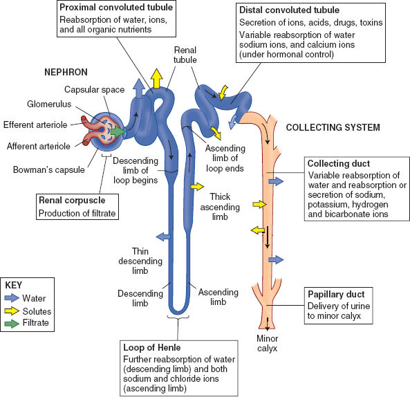 The Renal System Anesthesia Key