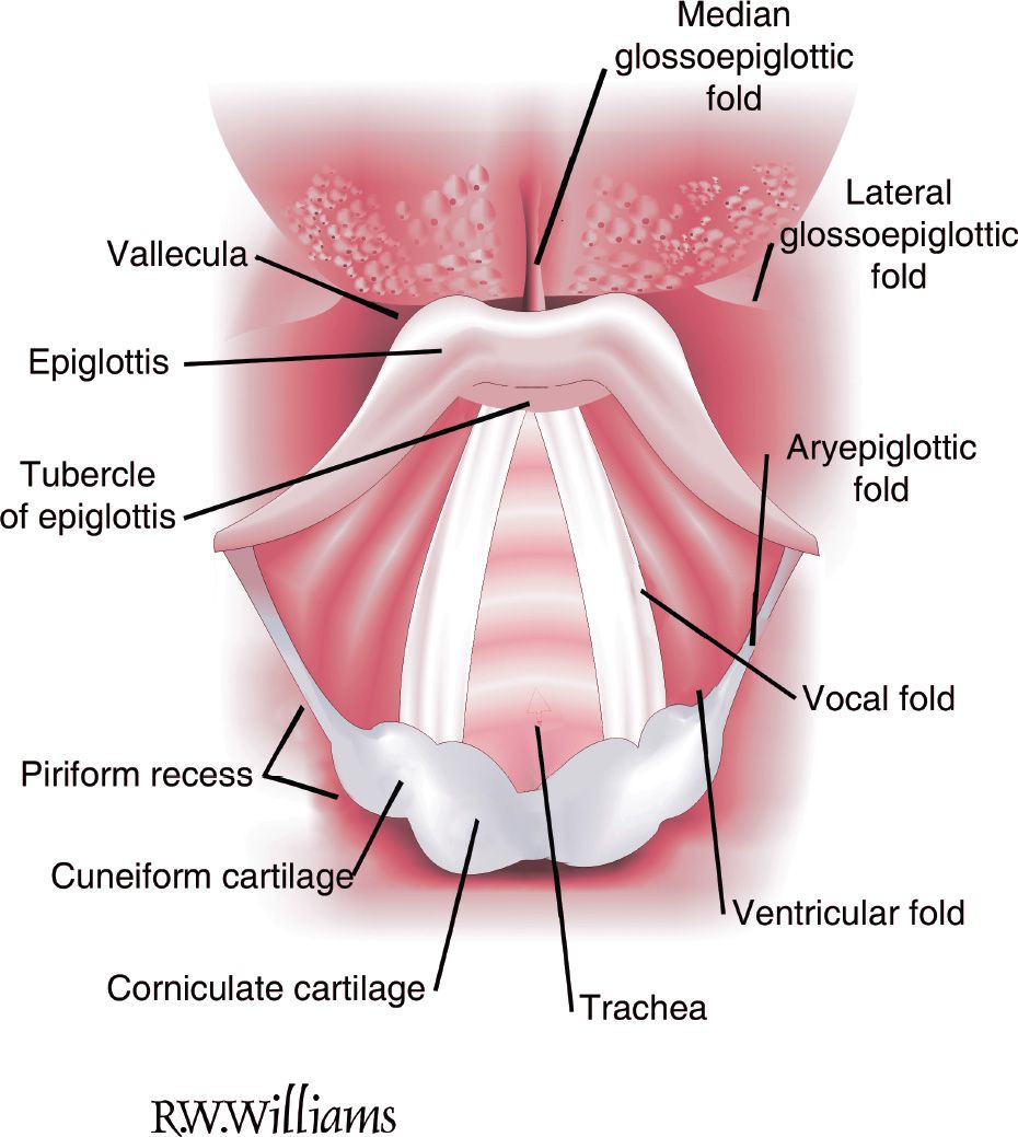 Intubation Tracheal and Nasotracheal Anesthesia Key