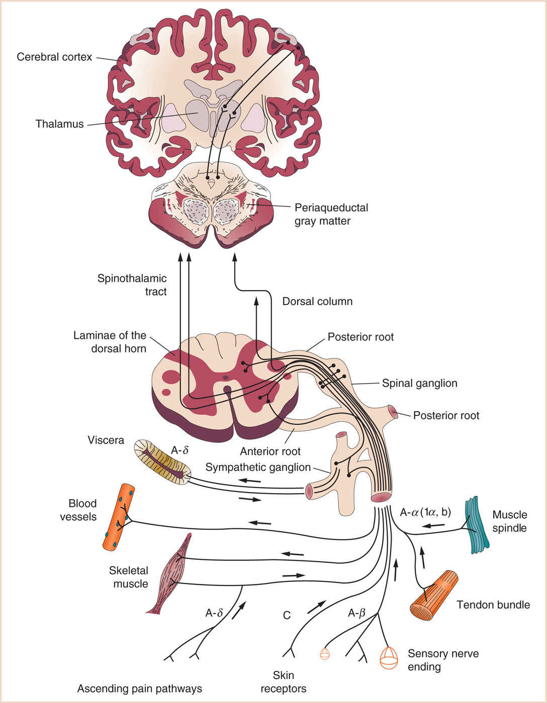 Pediatric Pain Management Anesthesia Key