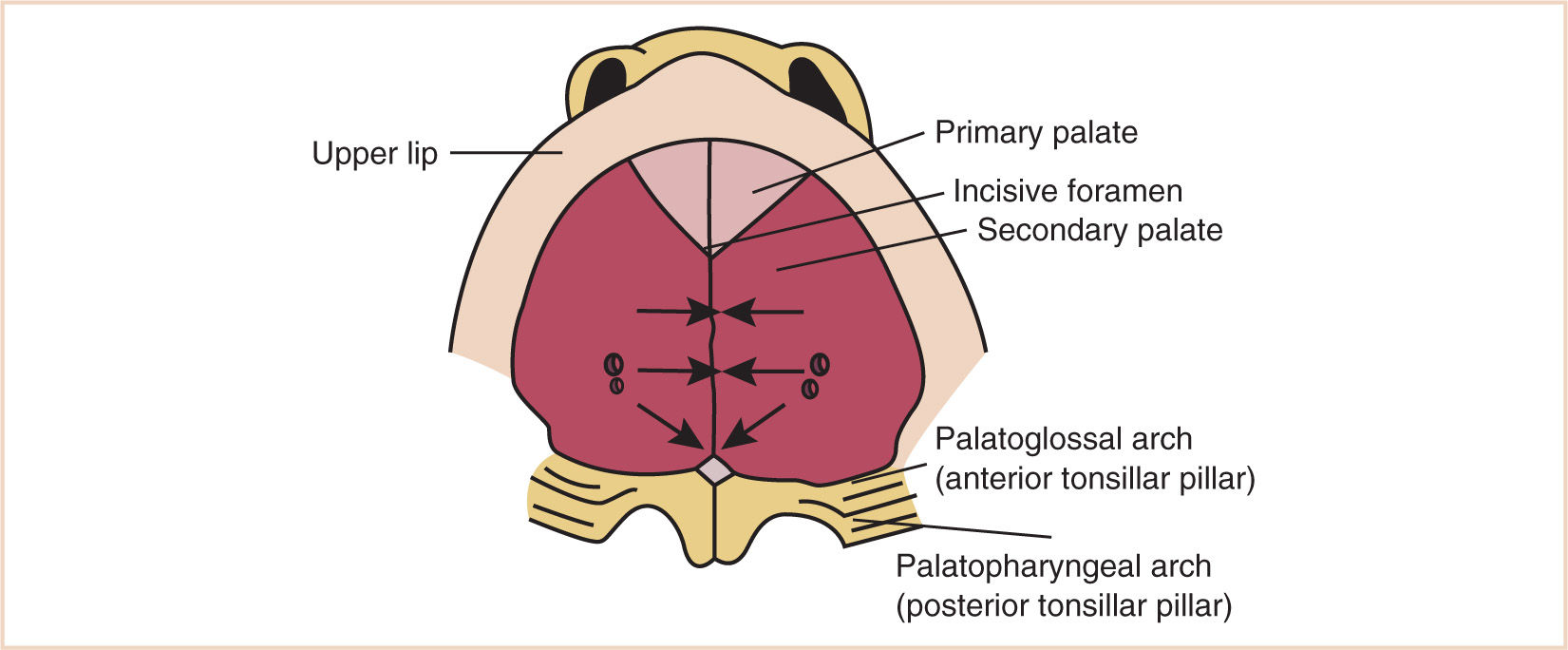 The Head and Neck Specialty and Multidisciplinary Surgery Anesthesia Key