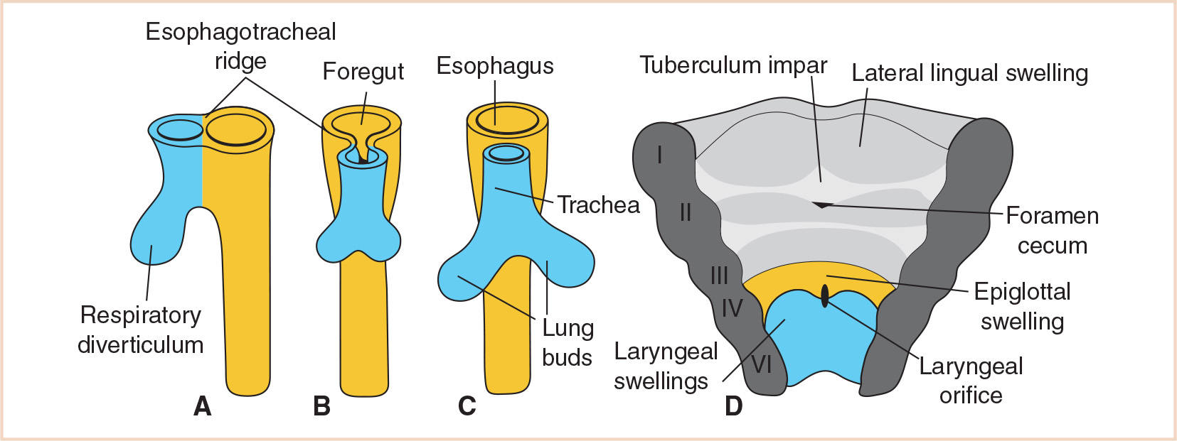 The Foregut and Chest Anesthesia Key