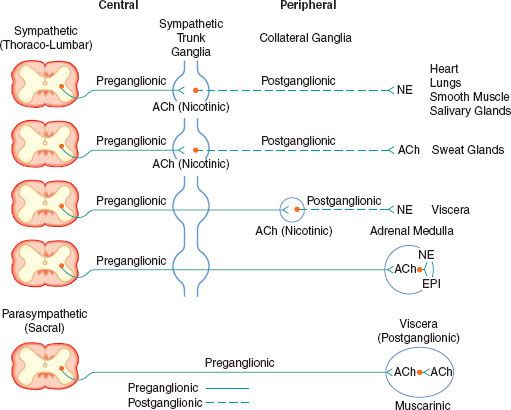 15 Autonomic Nervous System Physiology and Pharmacology Anesthesia Key