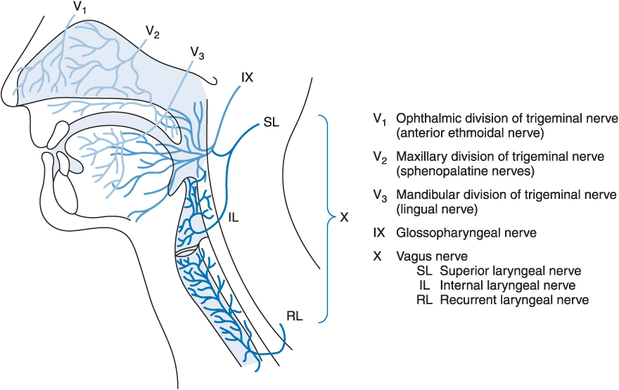 Airway Management Anesthesia Key