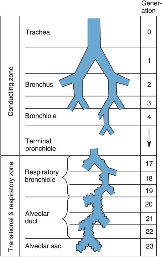 Respiratory Physiology and Anesthesia Anesthesia Key