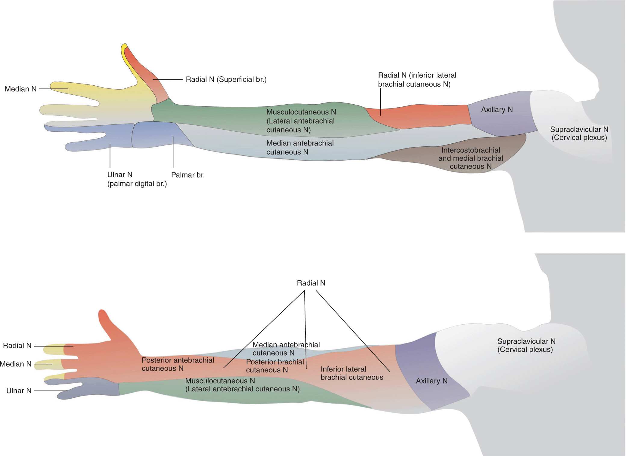 Interscalene Brachial Plexus Block Anesthesia Key