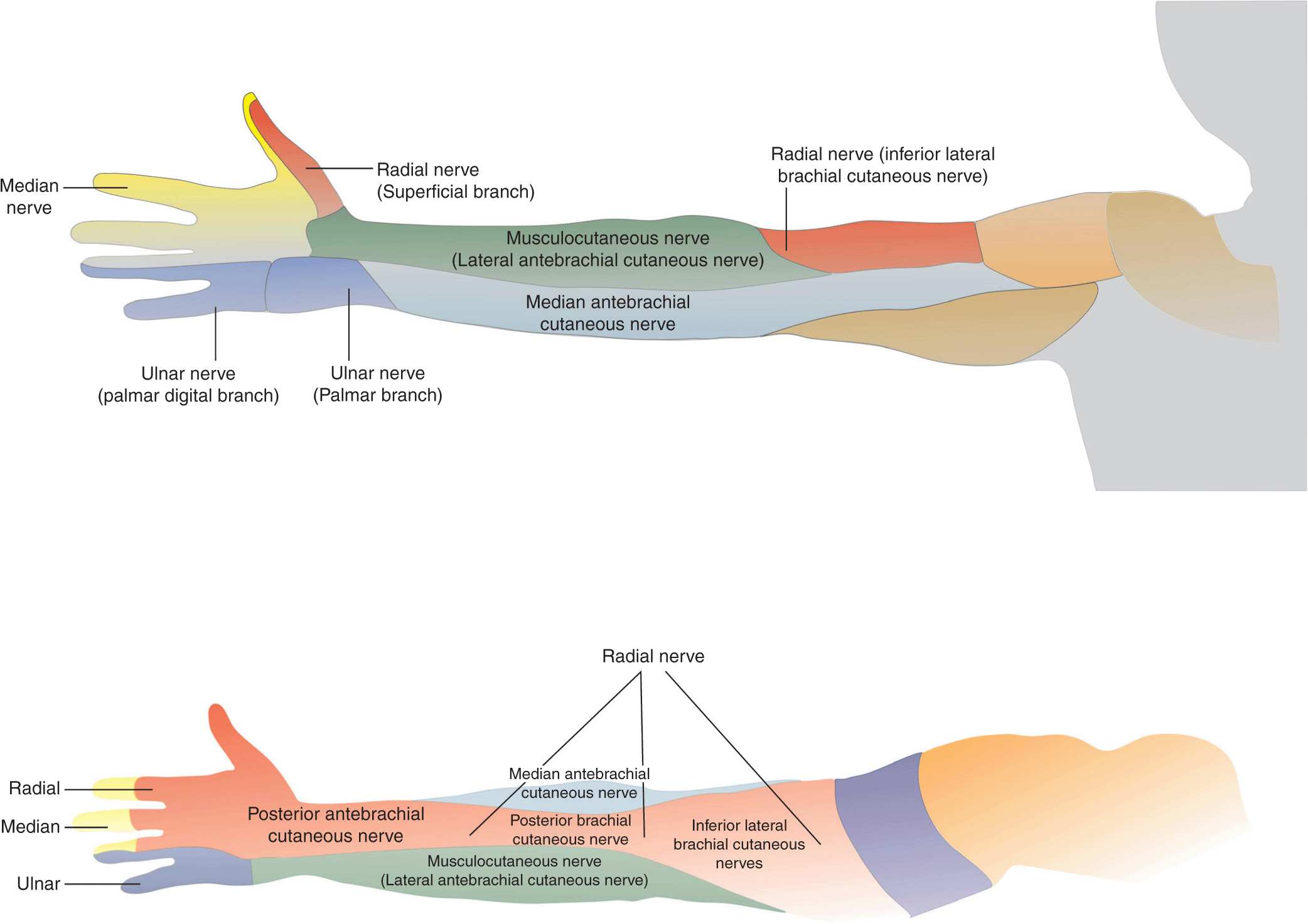 Infraclavicular Brachial Plexus Block Anesthesia Key
