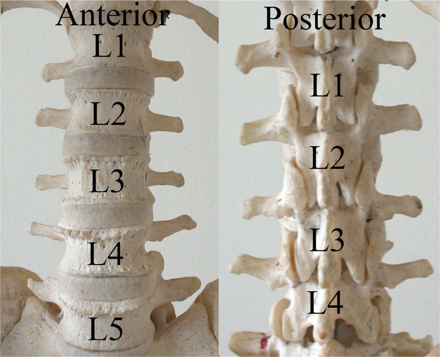 Lumbar Facet Joint Exercises