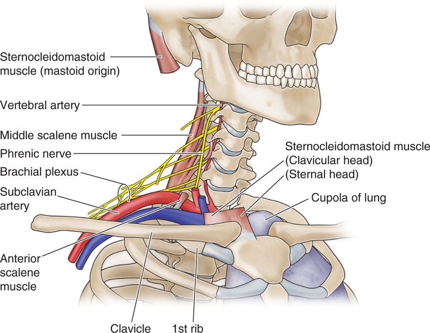 Supraclavicular and Infraclavicular Nerve Blocks Anesthesia Key