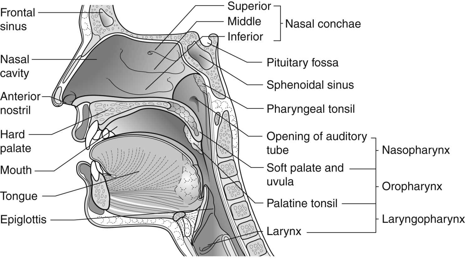 The Respiratory System Anesthesia Key